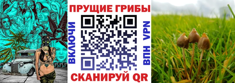 Псилоцибиновые грибы ЛСД  где продают наркотики  Брюховецкая 